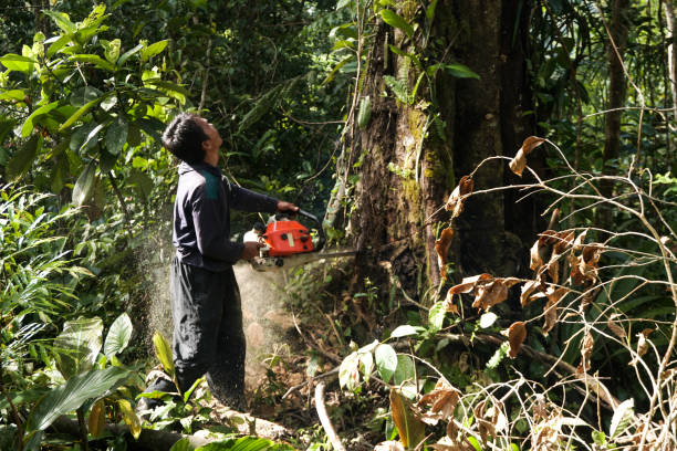 Best Tree Care Services  in Shirley, NY